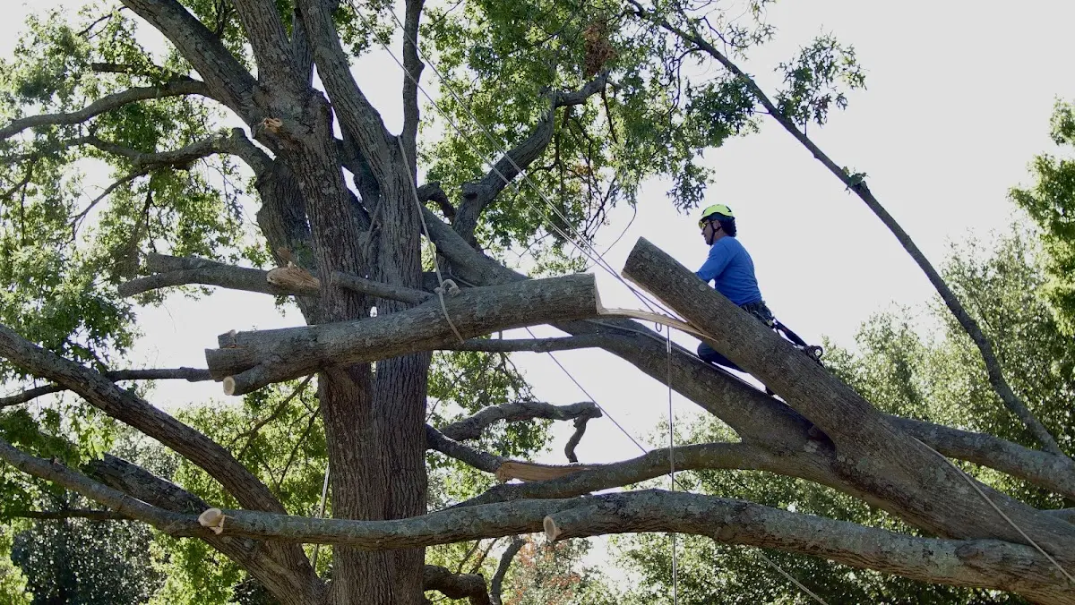 Professional Crown Thinning performed by certified arborists in New Palestine