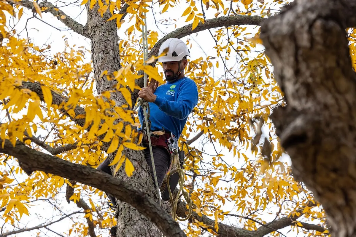 Skilled Tree Planing crew working in New Palestine