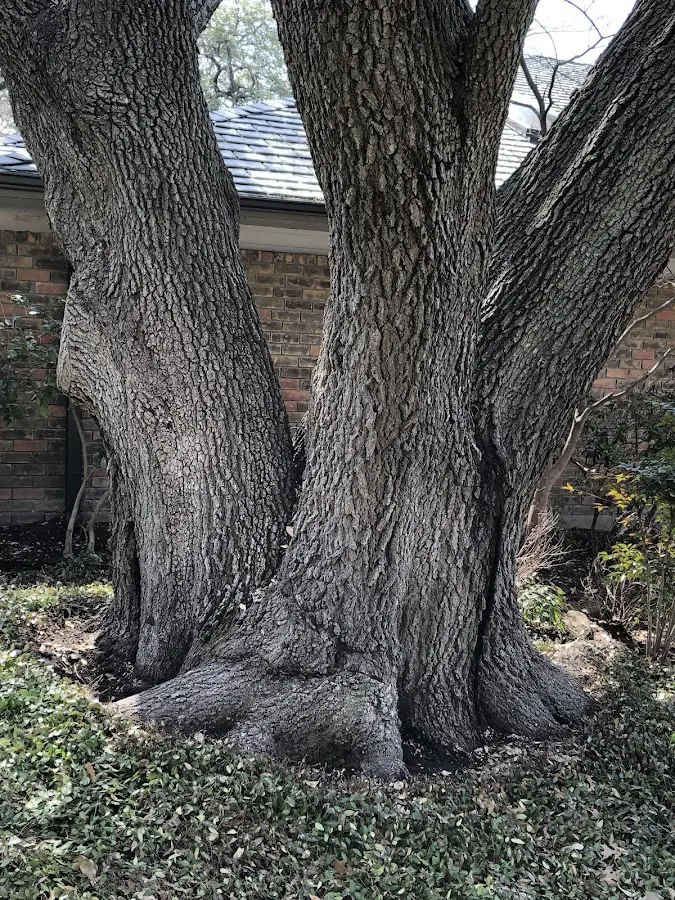 Mature heritage tree close to a New Palestine property cared for by certified arborists